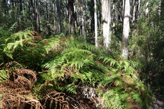 Calochlaena dubia
