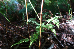 Calochlaena dubia