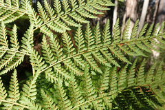 Calochlaena dubia