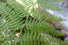 Calochlaena dubia