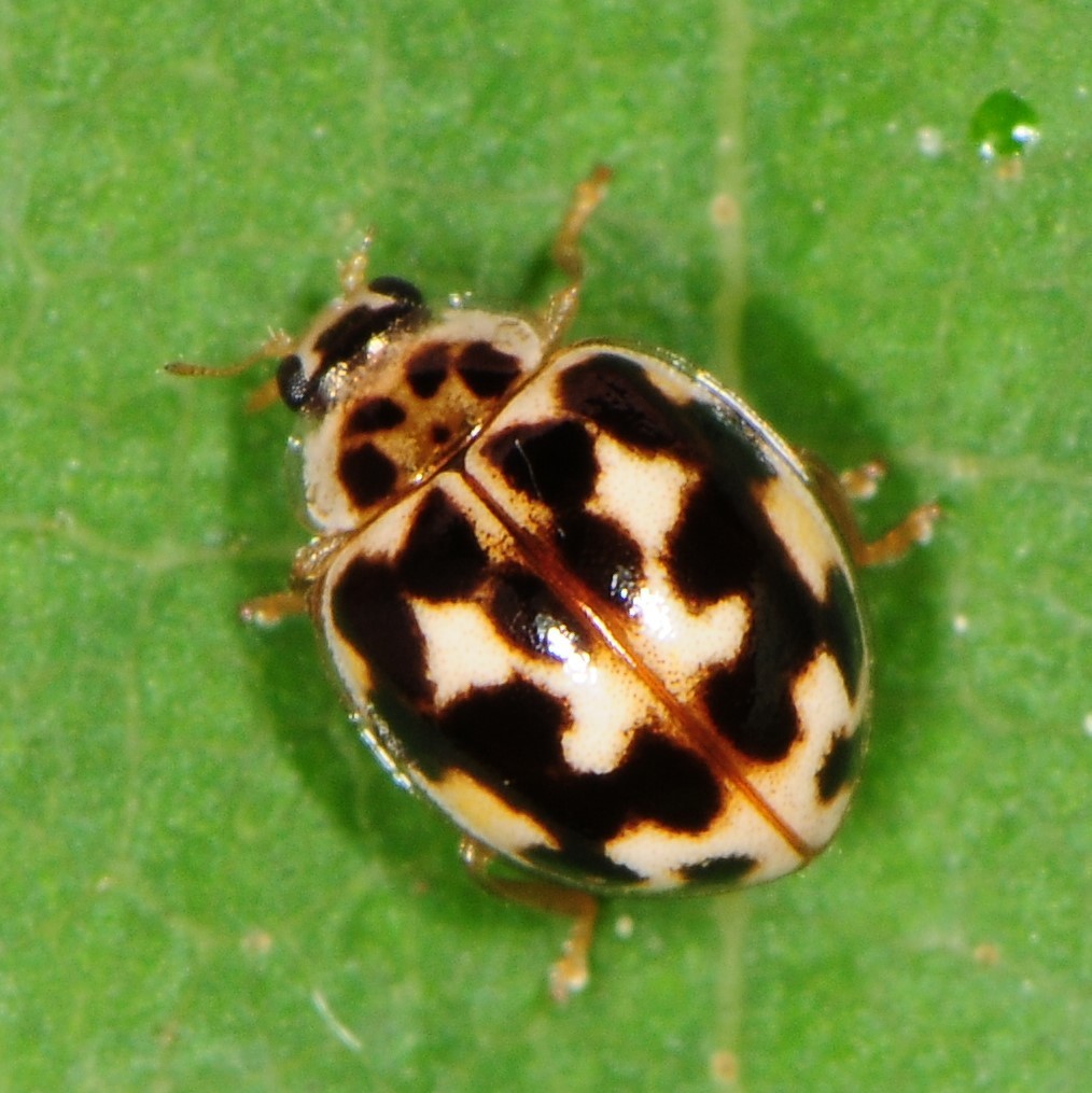 Twenty-spotted Lady Beetle