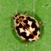 Twenty-spotted Lady Beetle - Photo (c) Jason M Crockwell, some rights reserved (CC BY-NC-ND), uploaded by Jason M Crockwell
