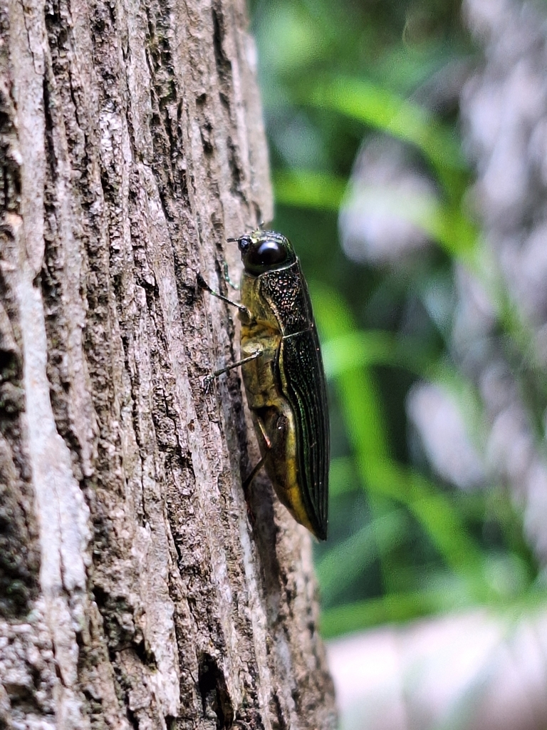Chrysesthes gymnopleura