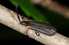 Leptoceletes basalis