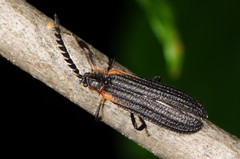 Leptoceletes basalis