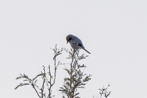 iNaturalist observation 2024-12-15
