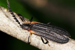 Leptoceletes basalis