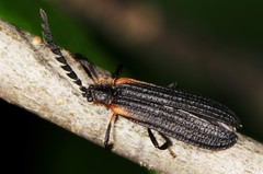 Leptoceletes basalis