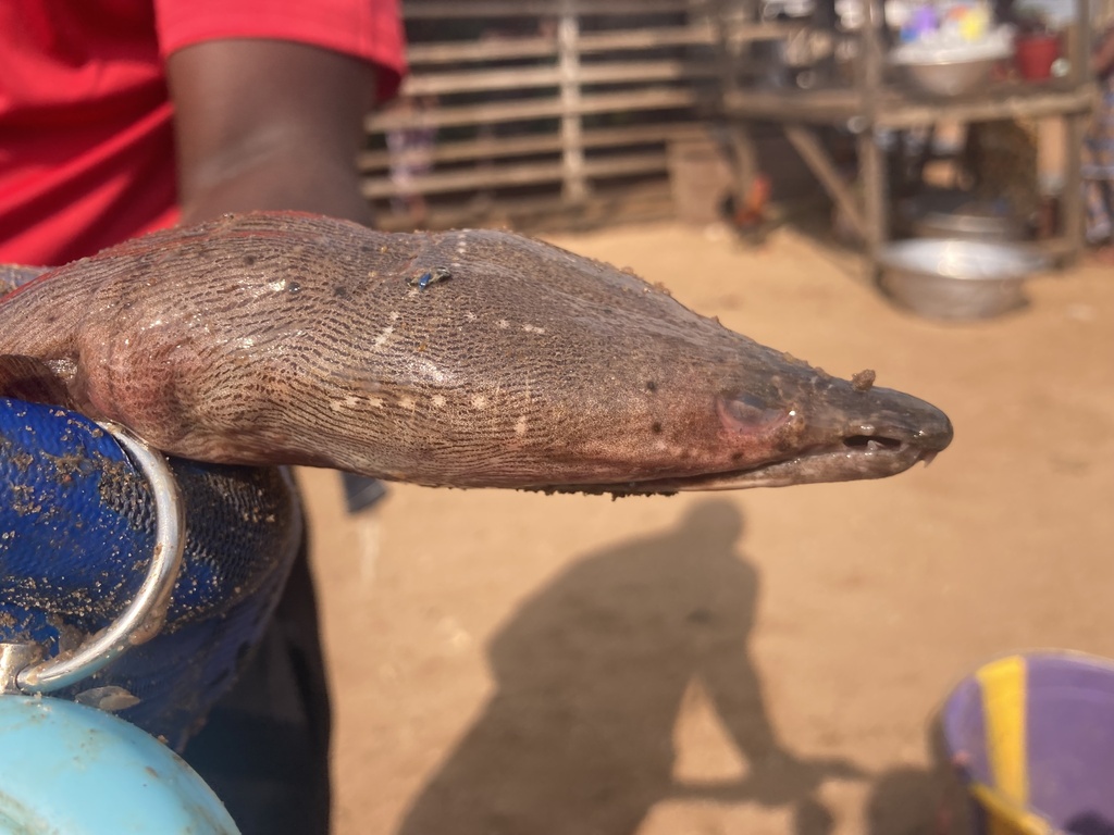 Spitssnuit-slangaal (Mystriophis rostellatus) — Ophichthidae
