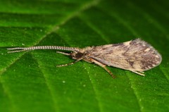 Brachycentrus