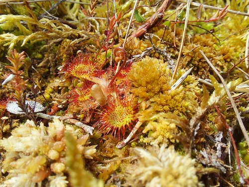 round-leaved sundew