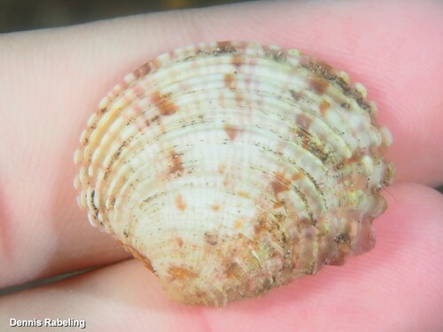 Warty Venus Clam
