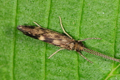 Brachycentrus