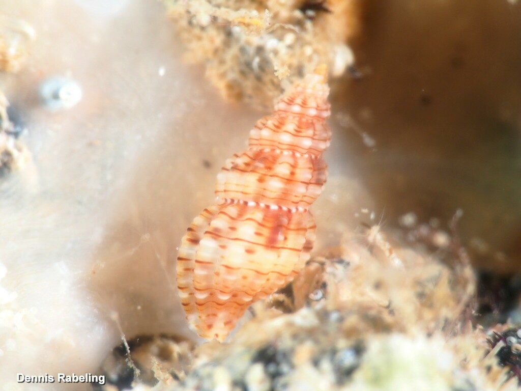 Leufroyia concinna