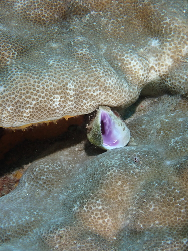 Coralliophila violacea observed 2024-12-03