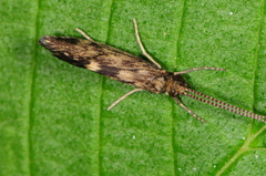Brachycentrus
