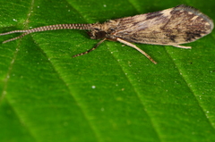 Brachycentrus