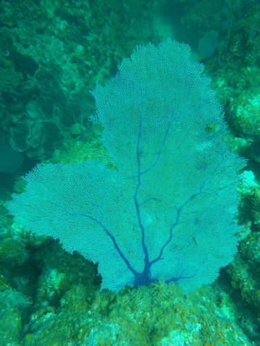 Sea Fan