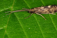 Brachycentrus