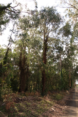 Eucalyptus cypellocarpa