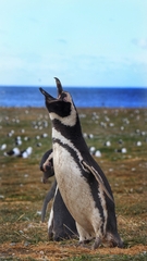 Magellanic Penguin photo 4