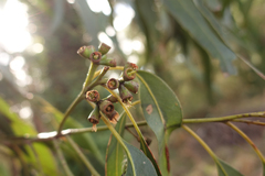 Eucalyptus cypellocarpa