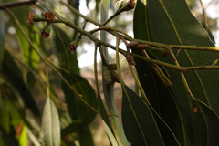 Eucalyptus cypellocarpa
