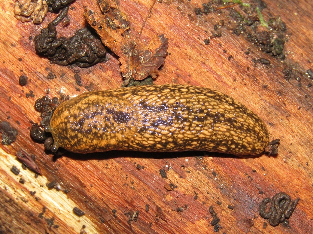 Kerry Slug