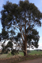 Eucalyptus globulus bicostata