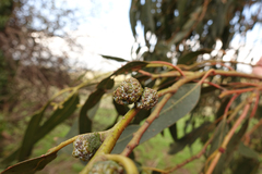 Eucalyptus globulus bicostata