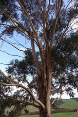 Eucalyptus globulus bicostata