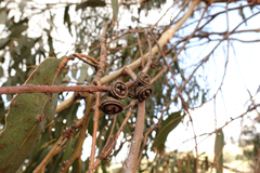 Eucalyptus globulus bicostata