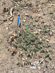 Astragalus monoensis