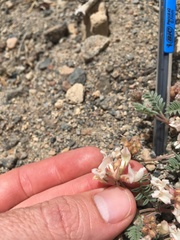 Astragalus monoensis