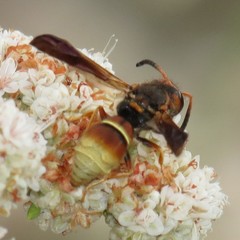 Smeringodynerus morelios