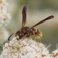 Smeringodynerus morelios