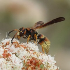 Smeringodynerus morelios