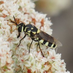 Psellidotus novellus