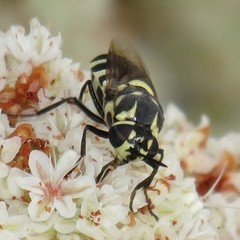 Psellidotus novellus