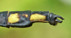 Gomphurus ventricosus