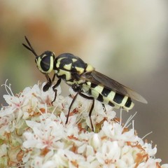 Psellidotus novellus