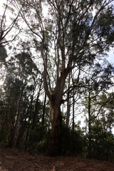 Eucalyptus cypellocarpa