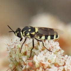 Psellidotus novellus