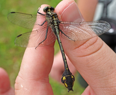 Gomphurus ventricosus