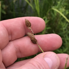 Carex alata