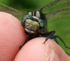Gomphurus ventricosus
