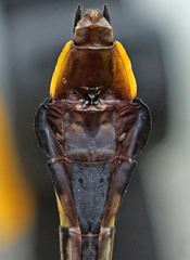 Gomphurus ventricosus