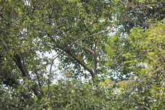 Oriolus chinensis maculatus