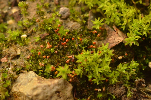 Microbryum davallianum var. conicum