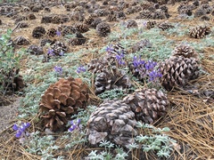 Lupinus breweri grandiflorus